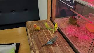 [퐁양월드] 모란앵무 양양이와 사랑앵무들과 함께 지낼 수 있을까~?^^