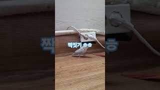 #다육맘 #퀘이커 #코뉴어 #짝짓기