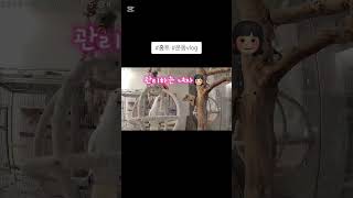 #운동vlog #엄브렐라코카투 #앵무새 #홈트레이닝 #umbrellacockatoo #parrot