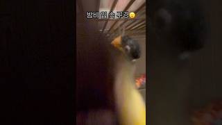 카메라가 싫어요 #shorts #parrot #caique #앵무새 #카이큐 #ズグロシロハラインコ