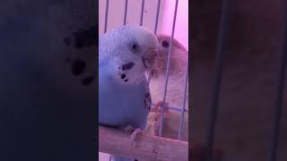 너도?나도!!하품#괴생명체 앵무새들#키위#겨울이