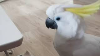 코카투 앵두 숨박꼭질하기