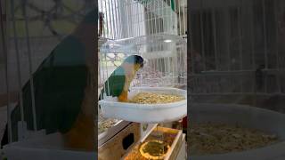 하루의 펠렛 적응기 #검은머리카이큐