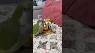 한번 보여줘봐~~ #앵무새 #퀘이커 #parrot #자…