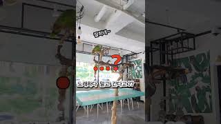 [예삐]간식먹고 다녀온다는 앵무새#아마존 #앵무새 #예…