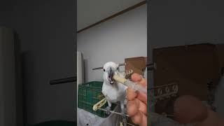 앵무새들 이유식먹기