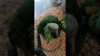 loro real amazónico (Amazona o…