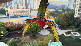 [루카월드] 할리퀸 마카우 루카 하늘로 몸을 던지다