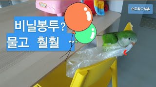퀘이커앵무새 순도리♡부츄 (비닐봉지 타고~날아오르다)퀘…