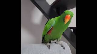 [지구] 앵무새의 매력 포인트는?! / 겨드랑이 자랑하는 앵무새 / eclectus parrot charming point / #shorts