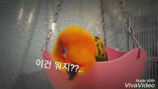 바구니 그네 타는 앵무새 썬코뉴어 봉봉♡