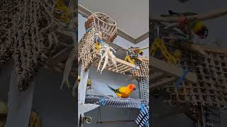 #birds #parrot ##앵무새 #썬코뉴어 #눈테모란 #앵무새스타그램 #앵무새집사의일상 #cute #lovebirds        츄파의 각성...알품는중요