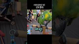 자꾸 약올리는 앵무새 이번에 잡히면 가만 안둬!!아랑이 메롱 #아랑이 #parrot #아마존앵무새