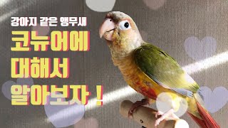 강아지 같은 앵무새, 코뉴어에 대해서 알아보자 !