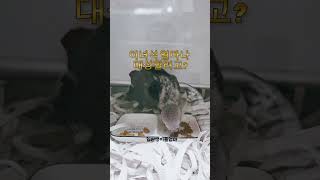 벌써 팰럿을 먹기 시작한 회색앵무새이유조 그런데 알고보니 그냥 먹는 시늉이었더라고요 얼마나 놀랬는지 몰라요