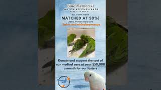 Help all these birds, donation…