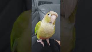#앵무새#코뉴어#애완조#안녕#인사
