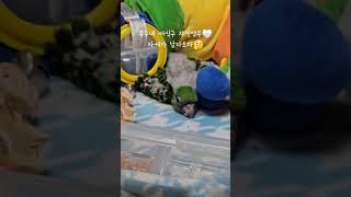 새가 개같당 #쟈딘앵무 #앵무새 #이유조 #아기새