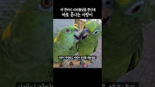 노래 따라 부르다가 얻어맞는 아랑이 #아랑이 #잘웃는앵무새 #talkingparrot