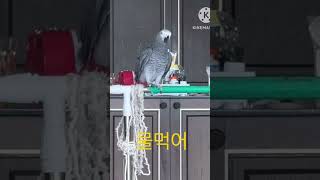 뭉치 브이로그. 계속 먹으라는 뭉치ㅋㅋ #앵무새 #회색앵무 #귀여운