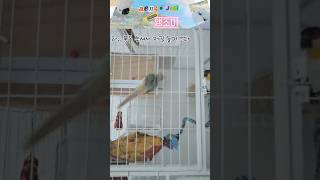 카이큐가 되고싶은 코뉴어 #parrot #앵무새