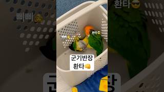 삐삐 진실의 방으로#birds #parrot #카이큐 …