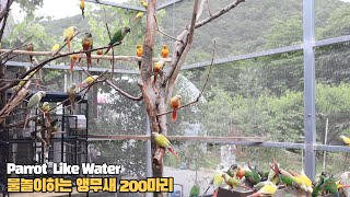 더운여름 물놀이하는 코뉴어들 #birds #parrot…