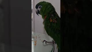 #앵무새#한스마카우 @13세. 남자. 꾸벅꾸벅 조는 모…