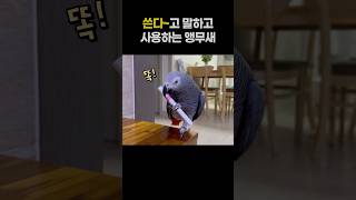 쓴다~고 말하고 사용하는 앵무새 ✏️ 회색앵무 잠바