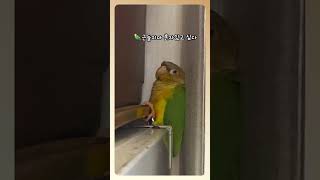 고독한 앵춘기 #사춘기 #갱년기 #앵춘기 #고독한훈련사…