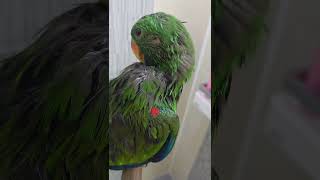 뉴기니아 앵무새 크롱이 털갈이중이에요~ feat 응가테러   #뉴기니아 #parrot #뉴기니아앵무 #birds #반려동물  #동물