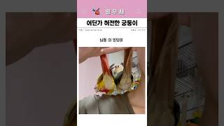 앵무새의 성별을 알 수 없는 이유