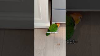 카이큐는 두 마리를 키워야 해요!￼