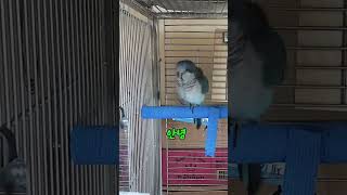 아리말에  전염된 퀘이커 앵무새 로카 #parrot #…