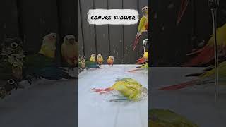 너무 더워서 시원하게 물놀이하는 코뉴어 conure #parrot  #bird