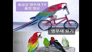 나의 홍금강 앵무새가 TV출연 했던거 그중 하나.