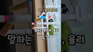 잡아먹자 말하는 앵무새 율리 #한스마카우