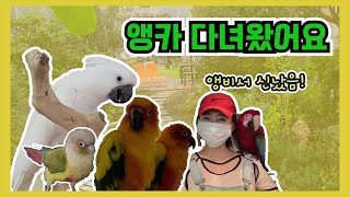 앵무새카페 다녀왔어요(양평 마카우카페)Yangpyeon…