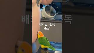 배카인 중독의 위험성‍‍‍#parrot #birds #…