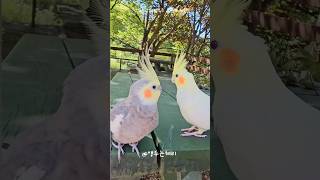 #뛰어 #왕관 #앵무새 #앵두는체리 #cockatiel #영상