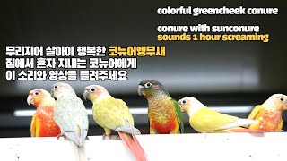 코뉴어앵무새소리 1시간  real conure sounds sunconure sounds #parrotkorea #bird sounds