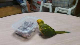 썬코뉴어 삼순이의 집념