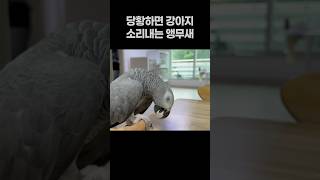 당황하면 강아지 소리내는 앵무새  회색앵무 잠바  #반…