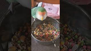 [모란앵무 한스마카우] 다복이가 밥 먹어야 두루도 먹어…