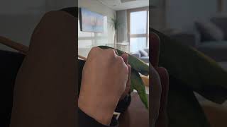 스크류바를 좋아하는 우리집 아마존앵무새 ㅋㅋ(My Am…