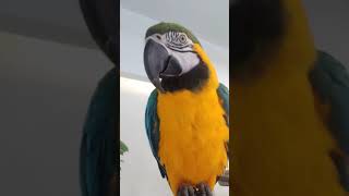 청금강앵무새 망고