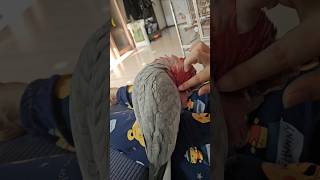앵무새의 겨드랑이를 만지는 방법 #앵무새 #갈라코카투 #parrot #birds