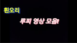 흰오리 루피 영상모음