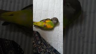 수리 바닥씹고, 파고파고 왜??  #parrot  #세…