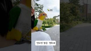 인사도 잘해요 #귀여운 #강아지 #동물키우기 #반려동물 #cute #애견영상 #반려견 #반려조#펫#카이큐#노란머리카이큐#앵집사#앵무새키우기